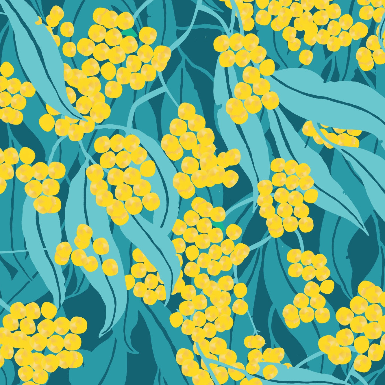 Wattle Gum Mediterranea